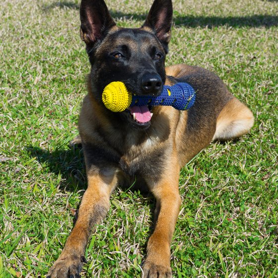 Brosse à dents ludique pour chiens 