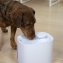 Fontaine à eau automatique pour animaux de compagnie - 4